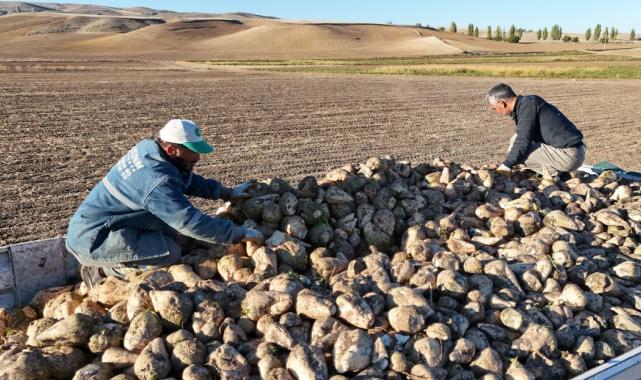 Kırıkkale’de kuraklık şeker pancarının rekoltesini etkiledi