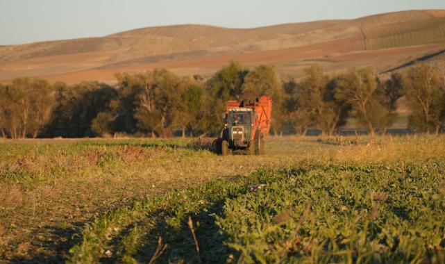 Kırıkkale’de kuraklık şeker pancarının rekoltesini etkiledi