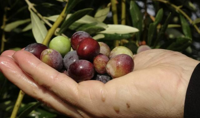 Maliyeti açıklandı: Bir kilo zeytinin maliyeti 34,2 lira