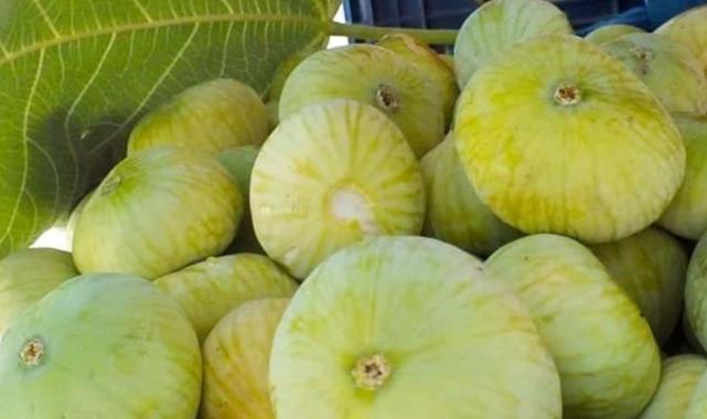 Mersin’de incir sezonu 80 liradan kapattı