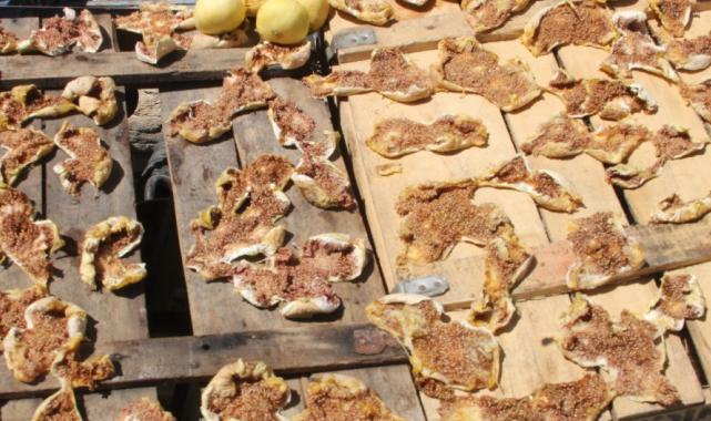 Mersin’de incir sezonu 80 liradan kapattı