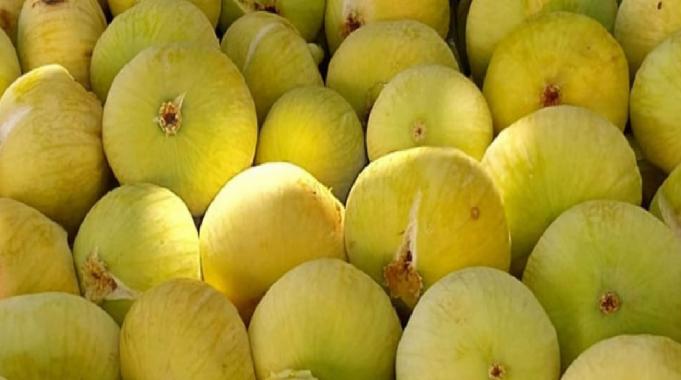 Mersin’de incir sezonu 80 liradan kapattı