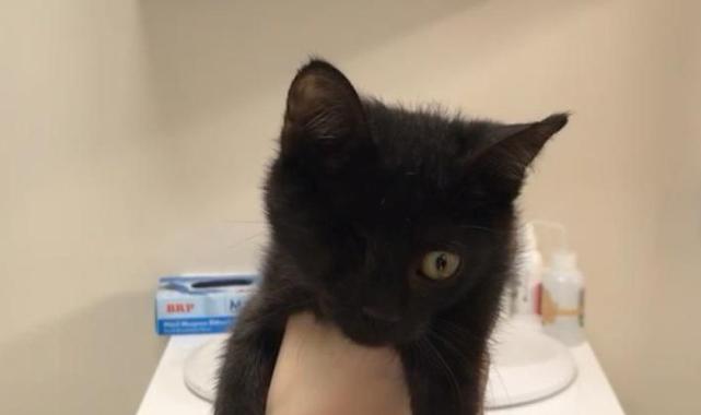 Osmaniye'de kaybolan kediye 60 bin TL ödül kondu: Balık pişirirken ayağına geldi