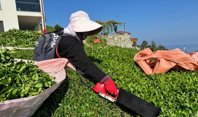 Rize'de çaya 4. sürgün geldi, üretici memnun