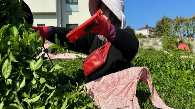 Rize&#039;de çaya 4. sürgün geldi, üretici memnun