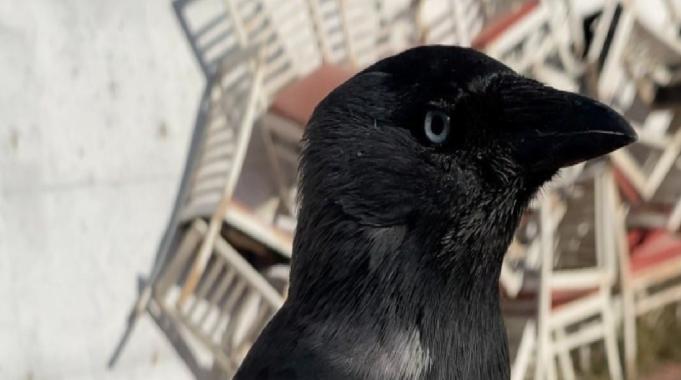 Sivas'ta karga ile üniversiteli gencin dostluğu sosyal medyada gündem oldu