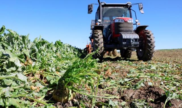 Sivas'ta küresel ısınma şeker pancarını etkiledi