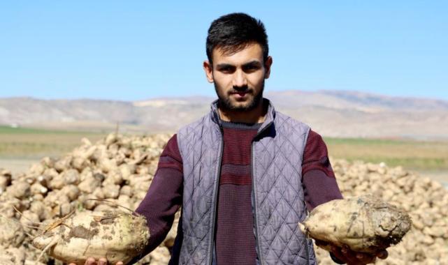 Sivas'ta küresel ısınma şeker pancarını etkiledi