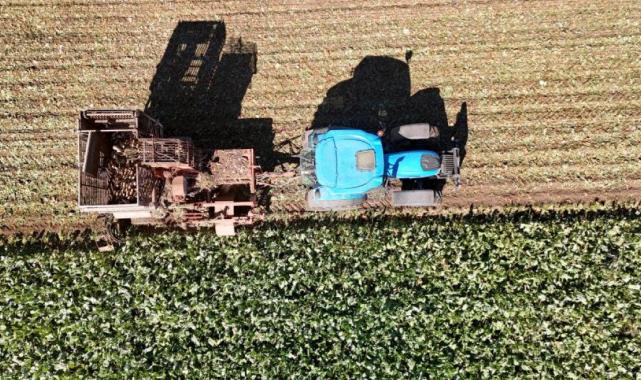 Sivas'ta küresel ısınma şeker pancarını etkiledi