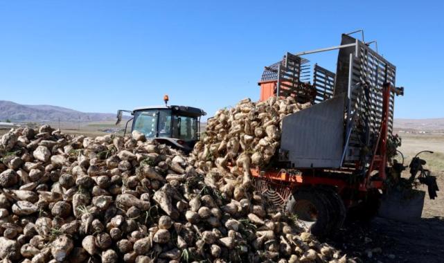 Sivas'ta küresel ısınma şeker pancarını etkiledi