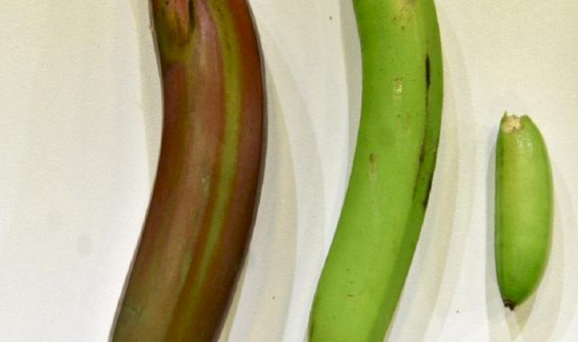 Alanya muzuna 'parmak' ile 'kırmızı' türü eklendi