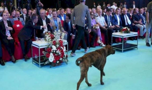 Antalya'da başıboş köpek fuara daldı