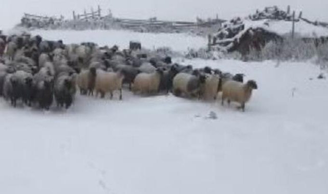 Artvin’de kar yağışı sürü sahiplerine zor anlar yaşattı