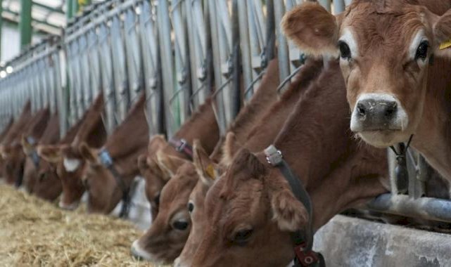 Avrupa'da 'mavi dil' alarmı: Hastalık nedeniyle Türkiye ithalatı durdurdu