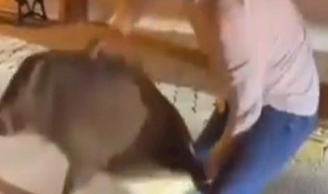 Aydın'da şehri istila eden domuzlarla dalga geçti