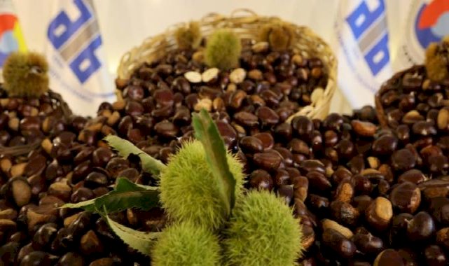 Aydın’da sezonun ilk kestanesinin kilosu 500 TL’den satıldı