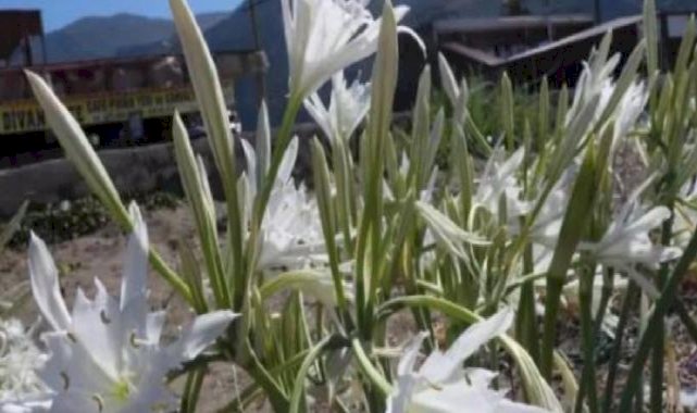 Bu bitkiyi kopartmanın cezası 387 bin TL