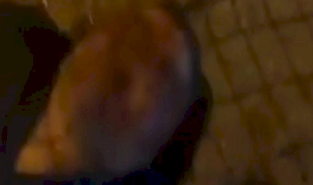 Bursa'da iş ortağını öldüren şahıstan şaşkına çeviren savunma: Normalde karıncayı bile incitmem