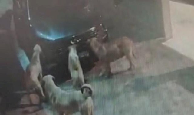 Çorum'da başıboş köpekler, park halindeki otomobile zarar verdi