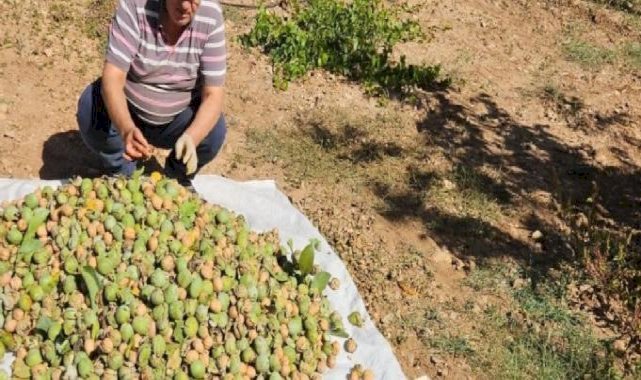 Denizli’nin Çameli ilçesinde ceviz hasadı başladı