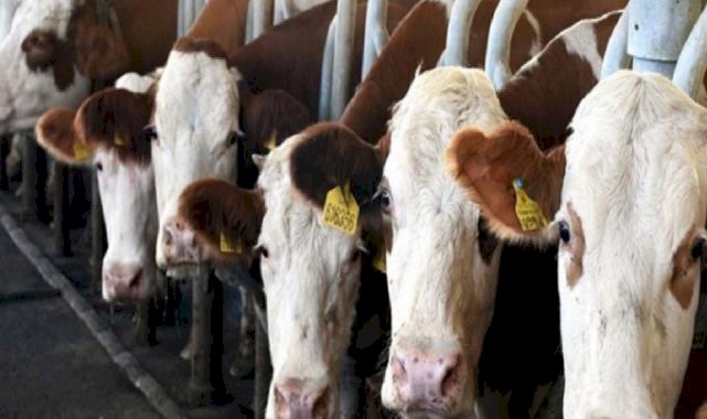 Edirne'de 69 gebe düve, 'mavi dil' şüphesi üzerine imha edildi