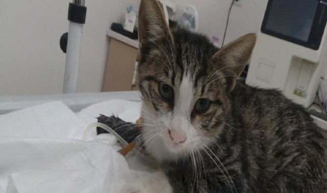 Esnaftan takdirlik hareket: Yaralı kediyi para toplayarak tedavi ettirdiler