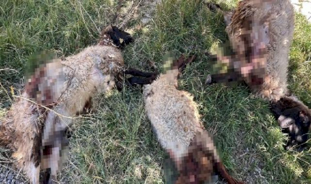 Hakkari'de başıboş köpek vahşeti: Koyunlara saldırdılar