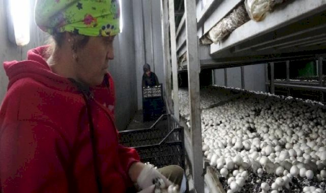 Isparta’da gül ve lavantadan sonra mantar üretimi de yaygınlaştı