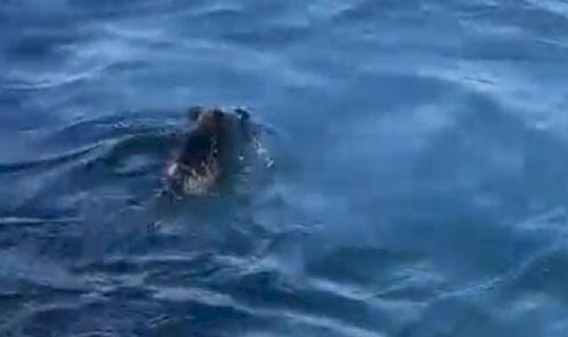 İstanbul'da denizde domuz gören balıkçı şaşkınlığını gizleyemedi