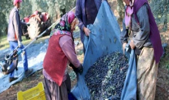 İşte zeytinin 1 kg maliyeti!