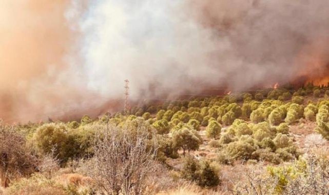 İzmir'deki orman yangını kontrol altına alındı