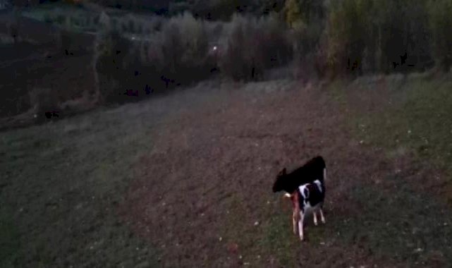 Karabük'te kayıp hayvanları drone buldu
