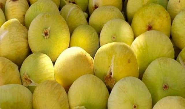 Mersin’de incir sezonu 80 liradan kapattı