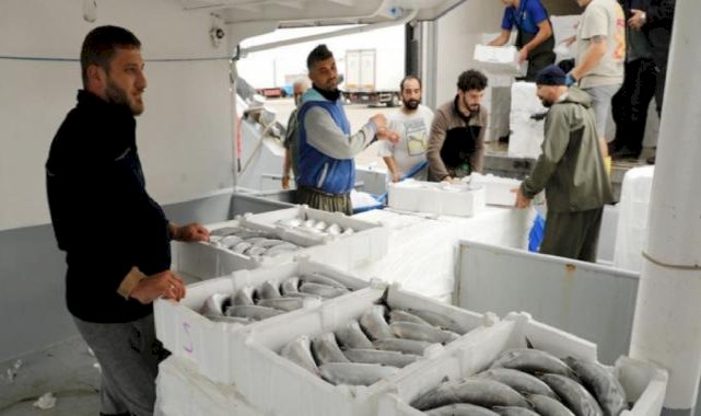 Samsun'da bol ve iri palamut balıkçıların yüzünü güldürüyor