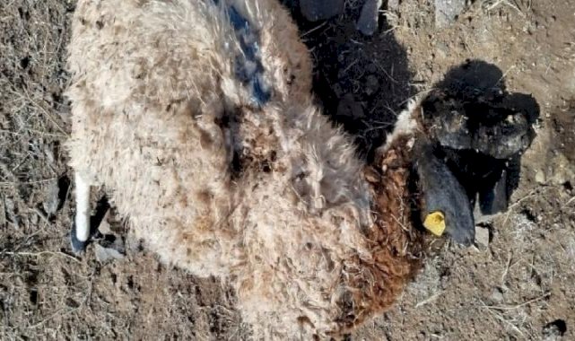Tunceli'de kurtların sürüye saldırısı sonrası 25 koyun kayboldu