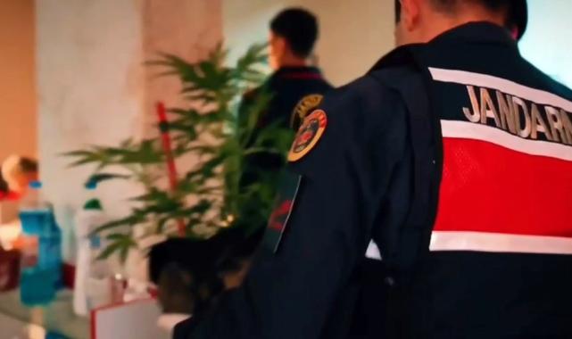 Tekirdağ'da iş yerine kurduğu sistemle Hint keneviri yetiştirdi