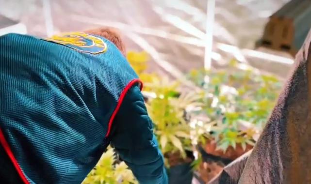 Tekirdağ'da iş yerine kurduğu sistemle Hint keneviri yetiştirdi