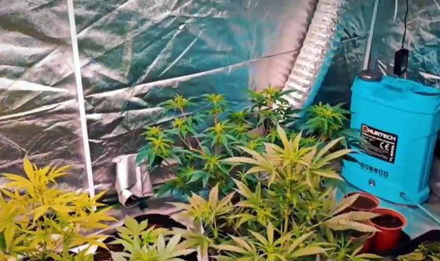 Tekirdağ'da iş yerine kurduğu sistemle Hint keneviri yetiştirdi