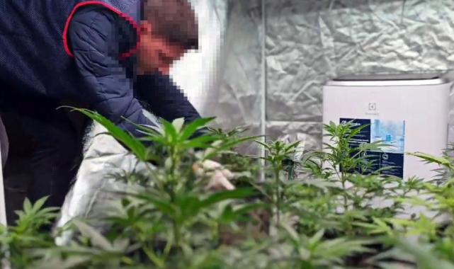 Tekirdağ'da iş yerine kurduğu sistemle Hint keneviri yetiştirdi