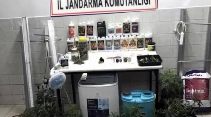 Tekirdağ&#039;da iş yerine kurduğu sistemle Hint keneviri yetiştirdi