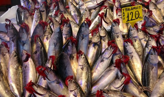 Trabzon'da hava şartları palamudun fiyatını artırdı