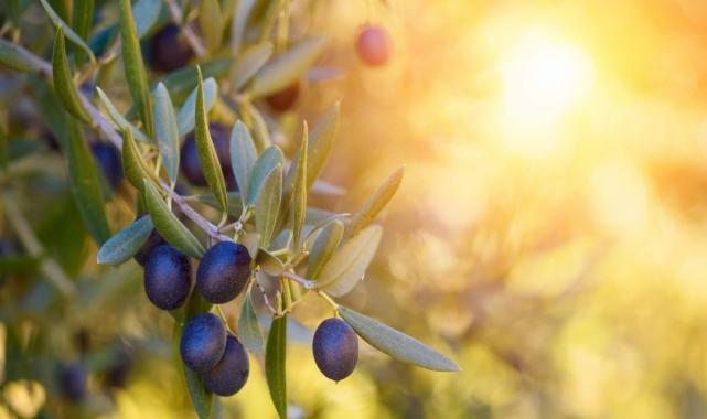 Türk sofralık zeytini ihracatta, dolar bazında yüzde 46 değerlendi