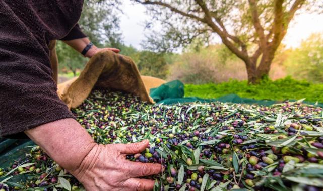 Türk sofralık zeytini ihracatta, dolar bazında yüzde 46 değerlendi