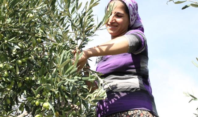 Türk sofralık zeytini ihracatta, dolar bazında yüzde 46 değerlendi