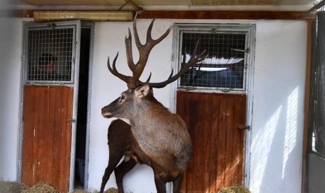 Yaralı geyik İzmir'de tedavi ediliyor