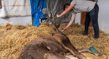 Yaralı geyik İzmir'de tedavi ediliyor