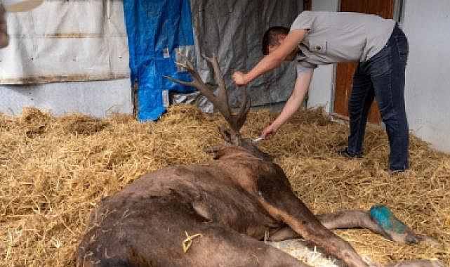 Yaralı geyik İzmir'de tedavi ediliyor