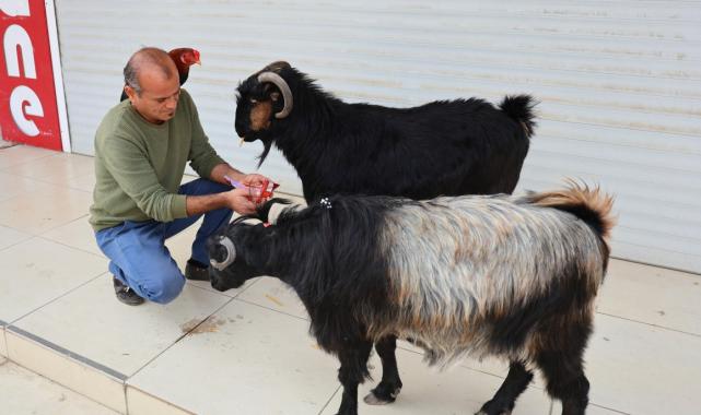Adana'da bir kişinin horozu ile dostluğu görenleri hayrete düşüyor