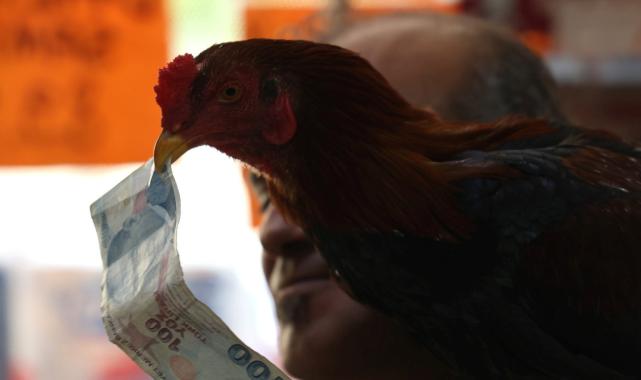 Adana'da bir kişinin horozu ile dostluğu görenleri hayrete düşüyor