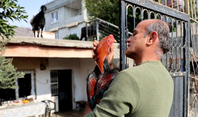 Adana'da bir kişinin horozu ile dostluğu görenleri hayrete düşüyor
